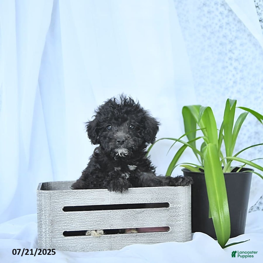 Mini Goldendoodle dogs for sale: Karter - Image 7
