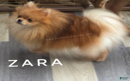 Pomeranian dogs for sale: Zara - Akc - Orange Sable Merle - Image 4