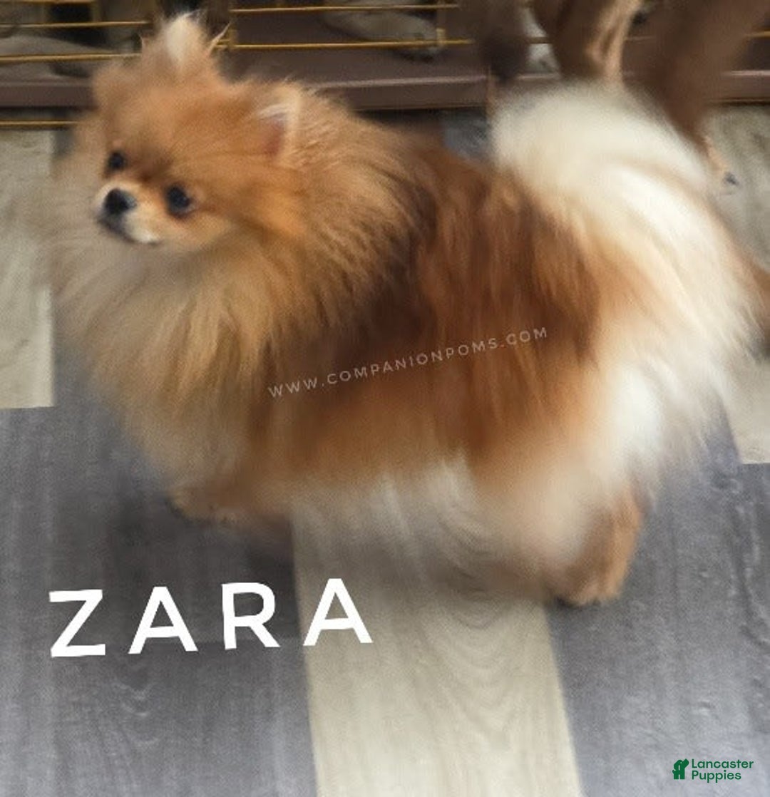 Pomeranian dogs for sale: Zara - Akc - Orange Sable Merle - Image 4