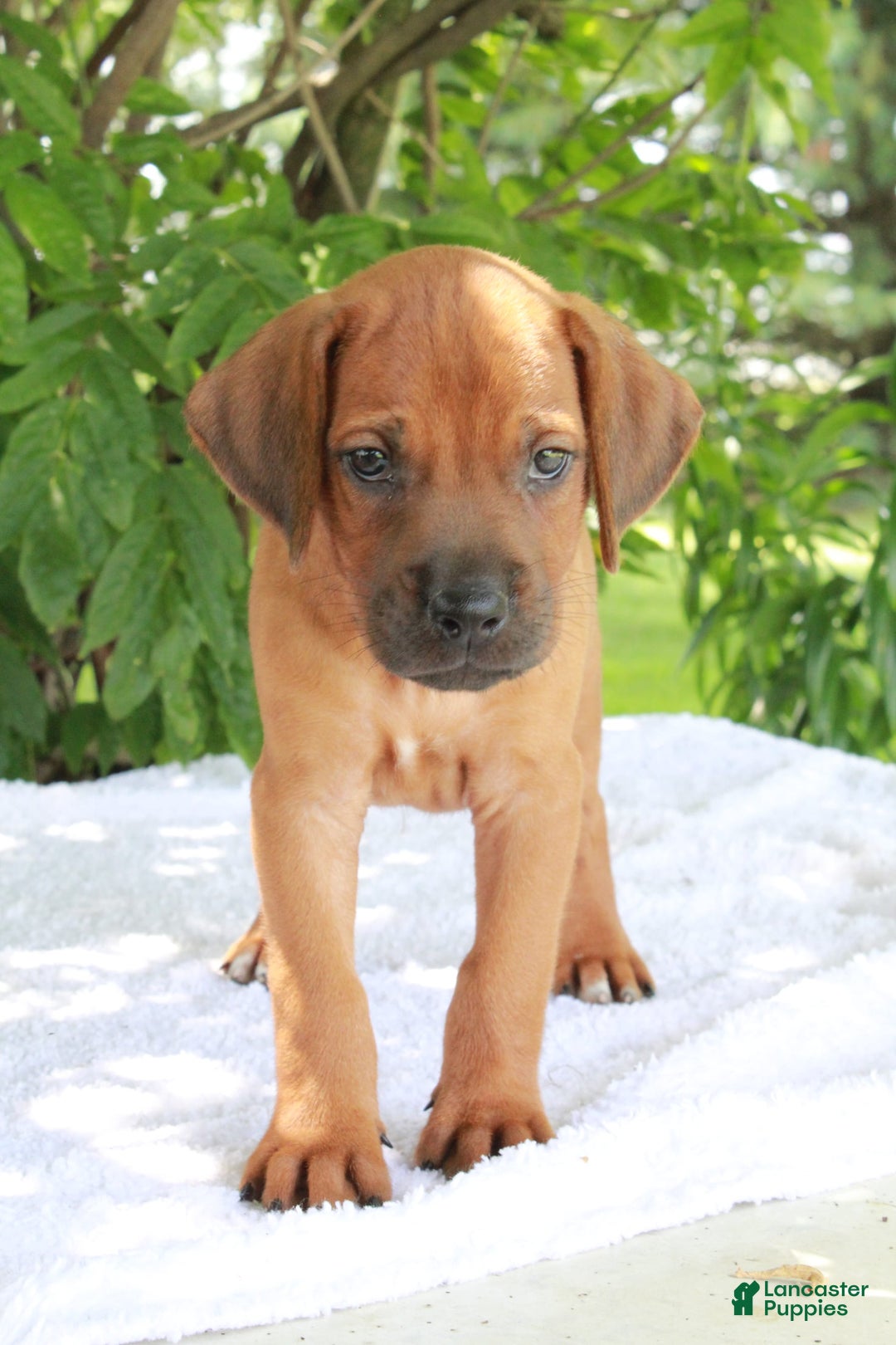 Rhodesian Ridgeback dogs for sale: Gavin - Image 11