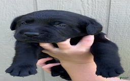 Labrador Retriever dogs for sale: Wyatt - Image 1