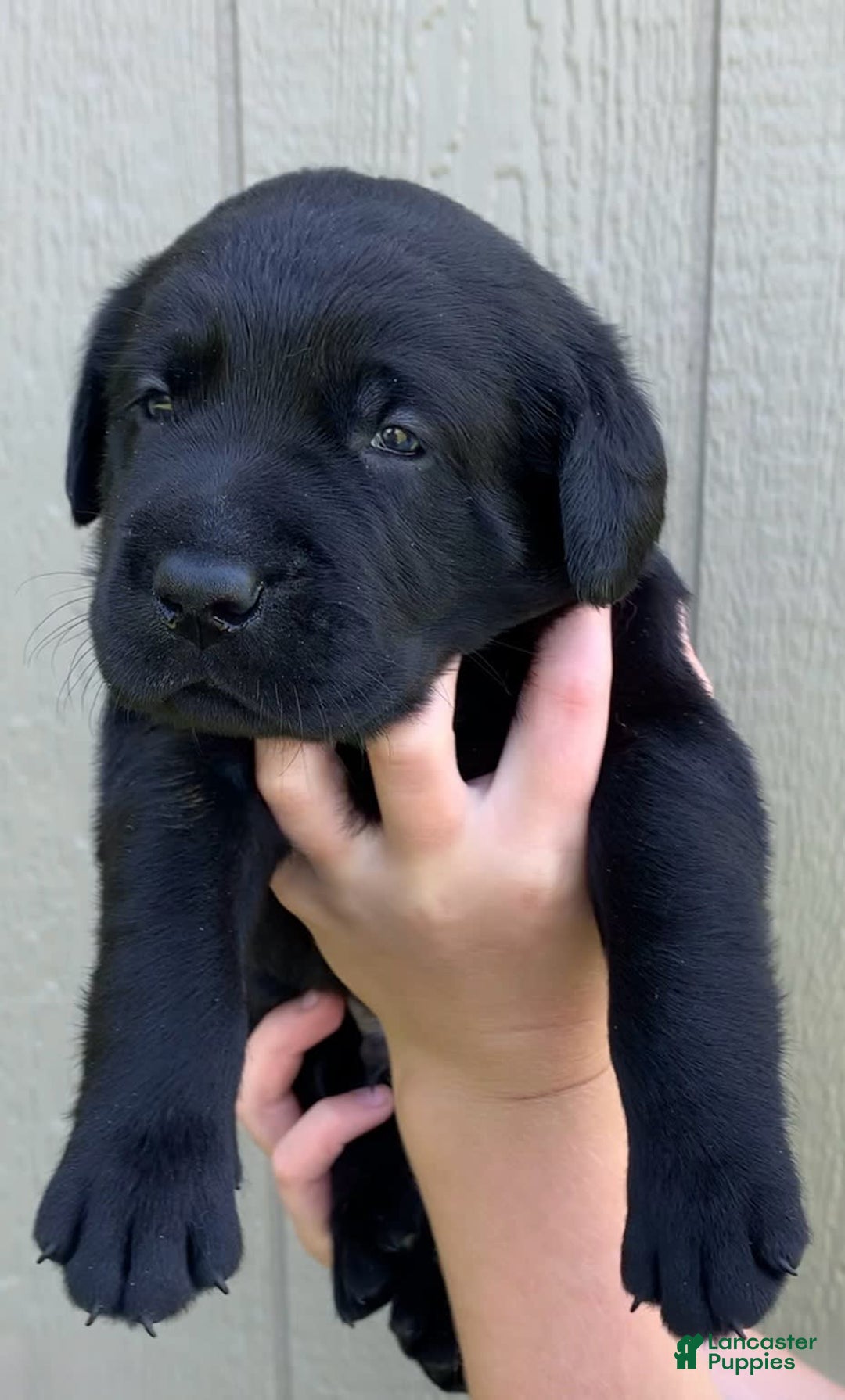 Labrador Retriever dogs for sale: Wyatt - Image 1