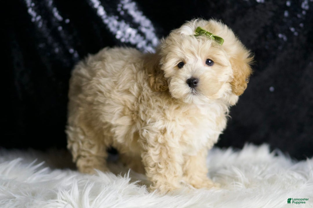 Maltipoo dogs for sale: Maltipoo 6 puppies - Image 10