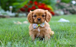 Cavalier King Charles Spaniel dogs for sale: Bradley - Image 12