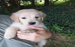 Golden Retriever dogs for sale: Picasso - Image 18