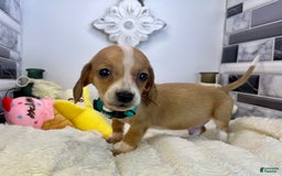 Miniature Dachshund dogs for sale: Jesse - Image 1