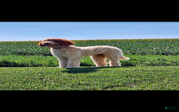 Goldendoodle dogs for sale: Bella - Image 3