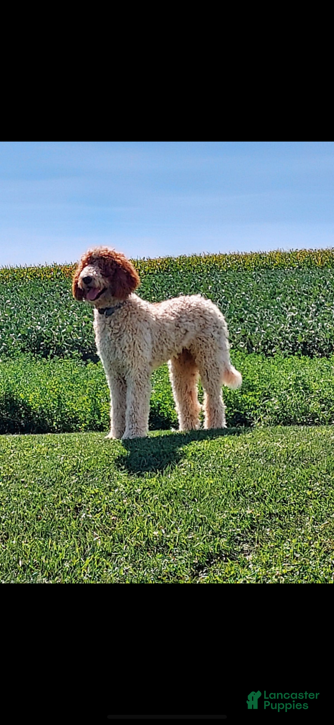Goldendoodle dogs for sale: Bella - Image 3