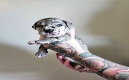 Great Dane dogs for sale: Yellow Collar - Image 1