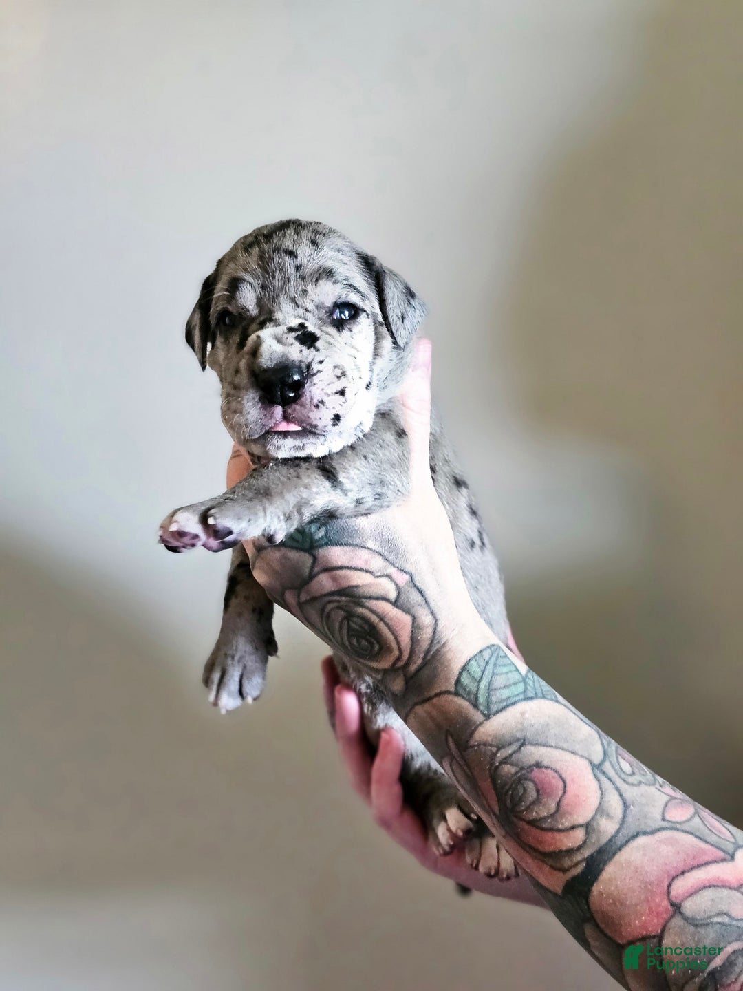 Great Dane dogs for sale: Yellow Collar - Image 1