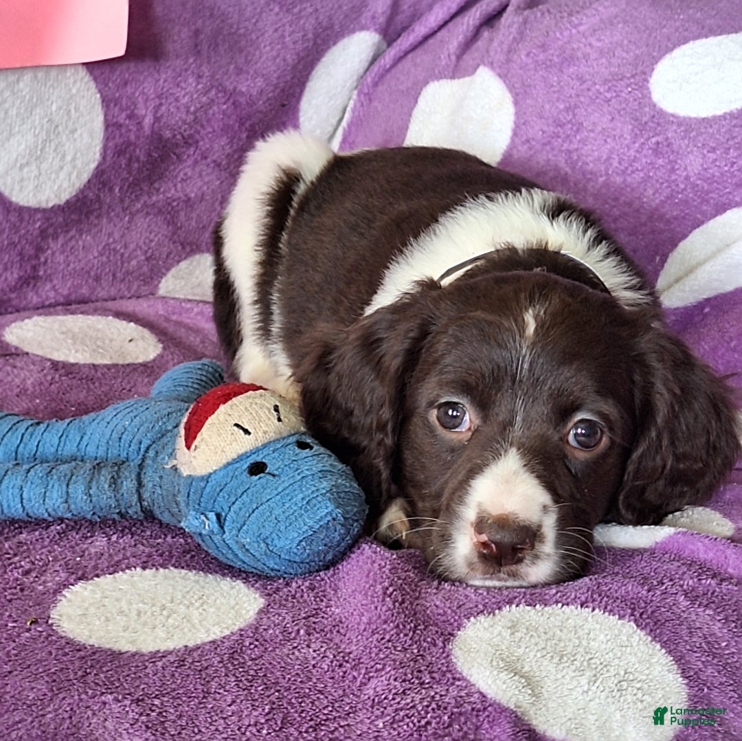 English Springer Spaniel dogs for sale: Jonie - Image 8