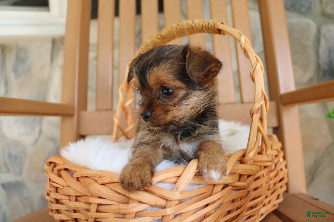 Shorkie dogs for sale: Kipper - Image 4