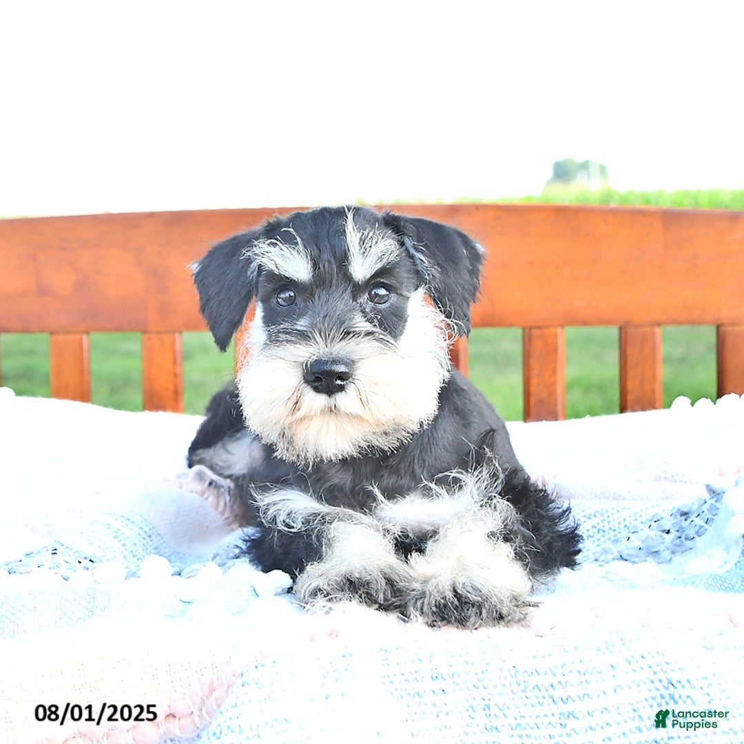 Miniature Schnauzer dogs for sale: Hallie - Image 3