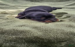 Miniature Dachshund dogs for sale: Molly - Image 4