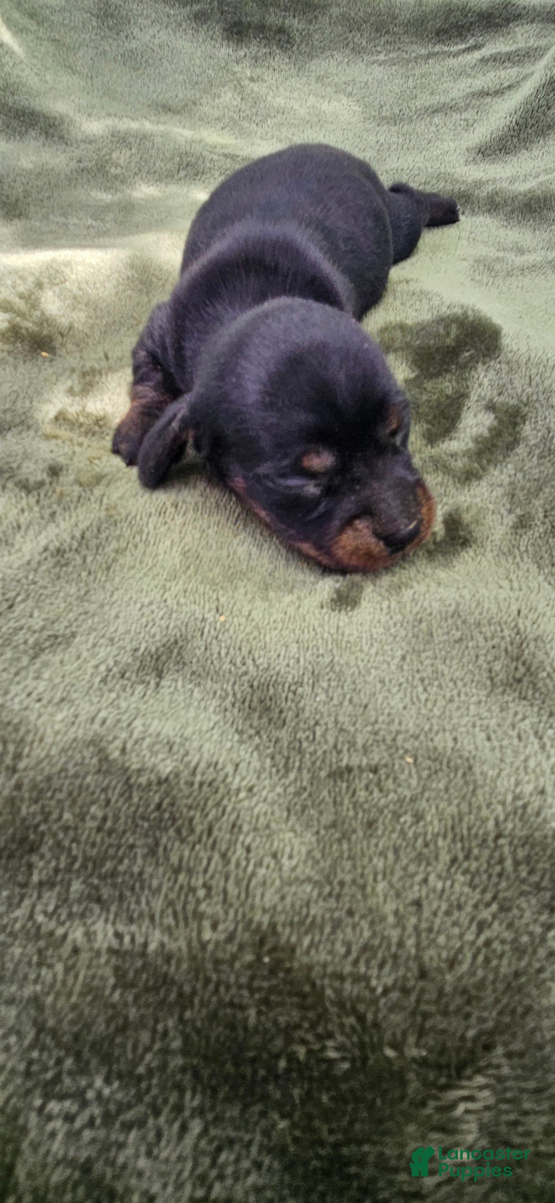 Miniature Dachshund dogs for sale: Molly - Image 4