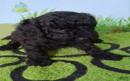 Mini Aussiedoodle dogs for sale: Pepper - Image 1