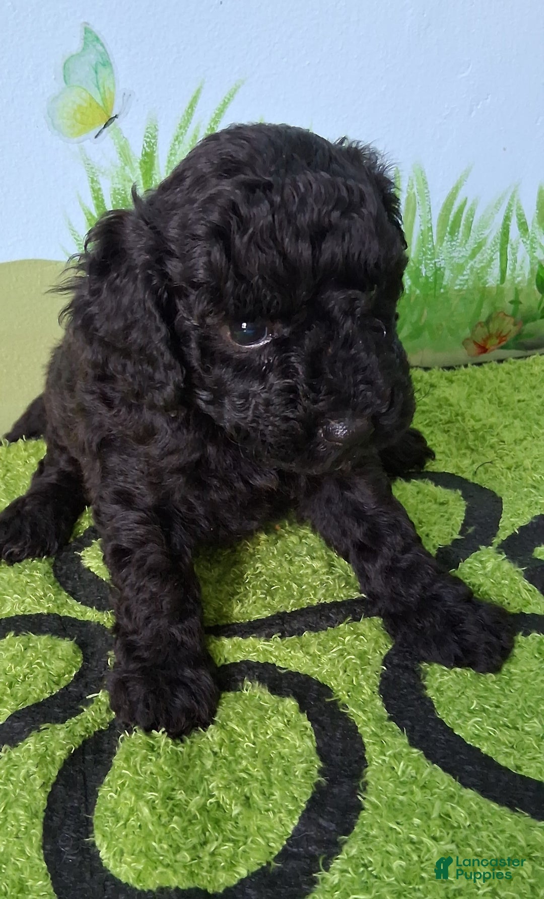Mini Aussiedoodle dogs for sale: Pepper - Image 1
