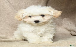 Maltipoo dogs for sale: Cody - Image 10