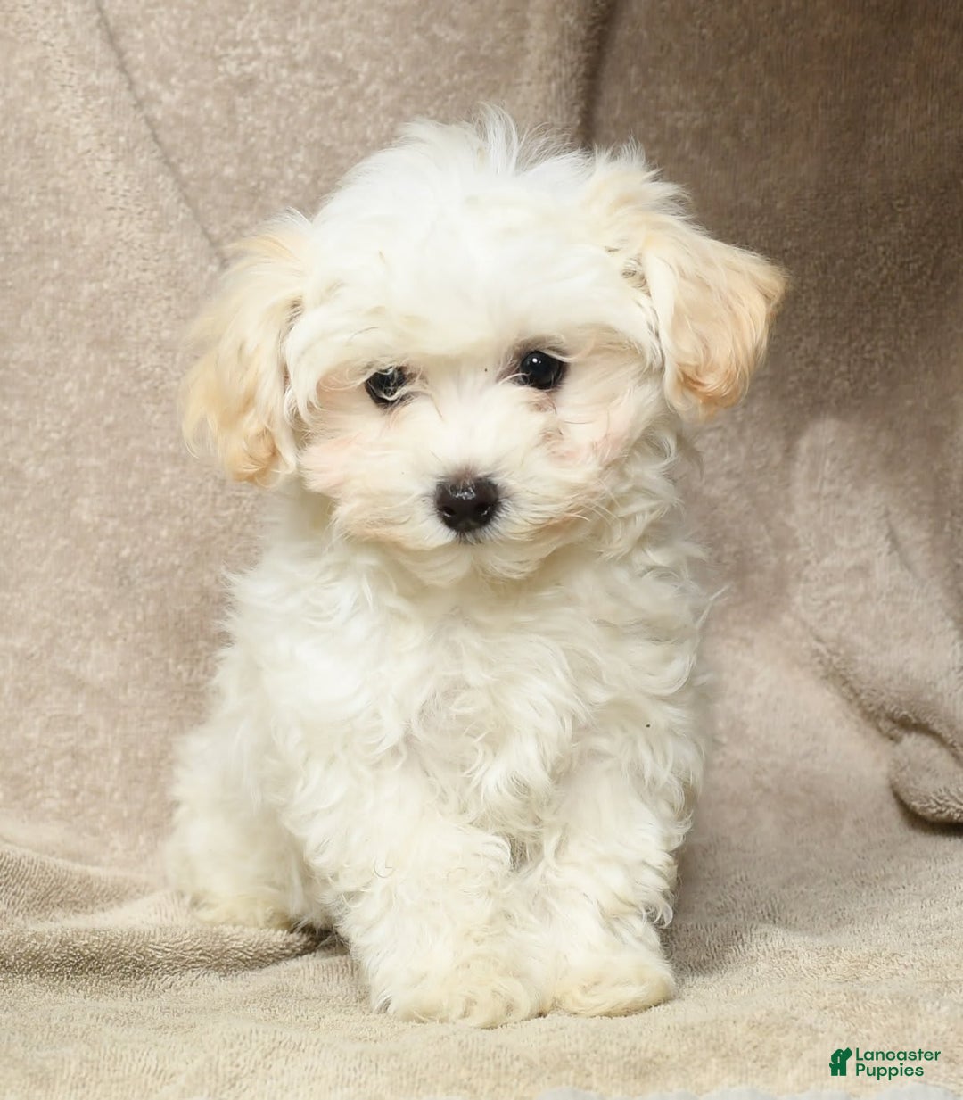 Maltipoo dogs for sale: Cody - Image 10