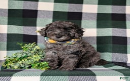 Miniature Poodle dogs for sale: Emerson - Image 1