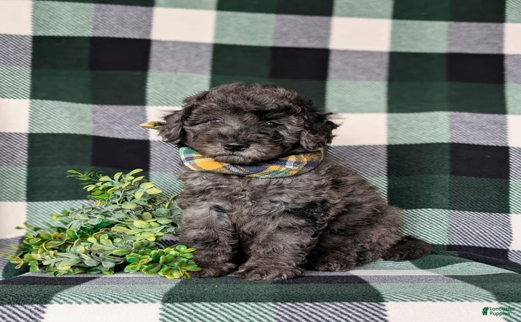 Miniature Poodle dogs for sale - Ad 1