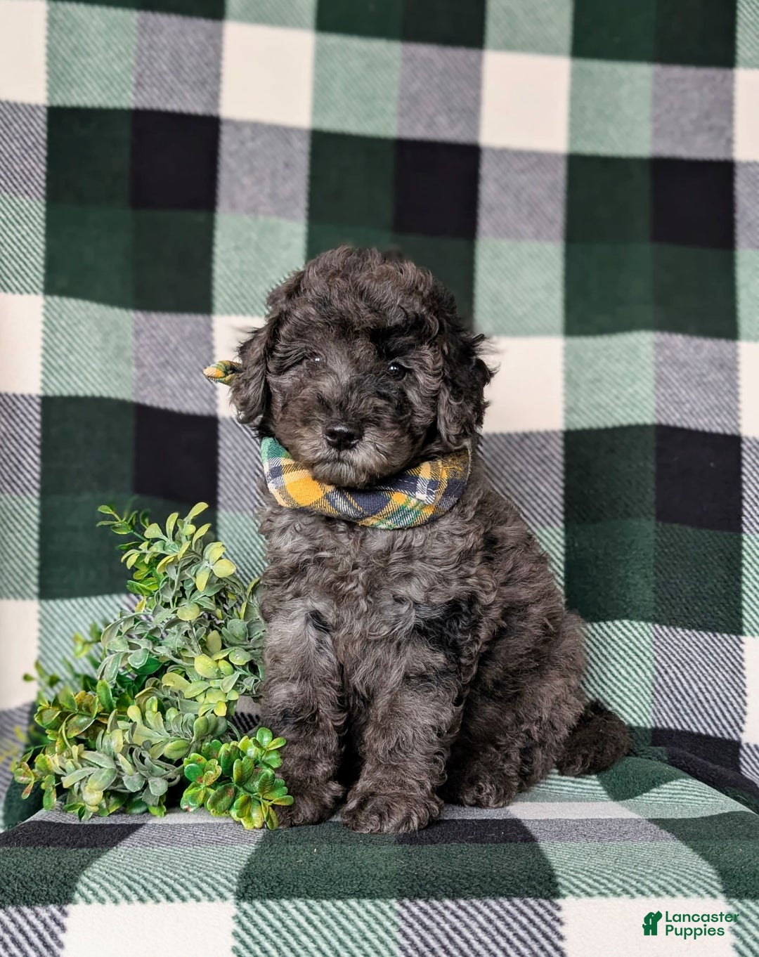Miniature Poodle dogs for sale: Emerson - Image 1