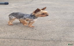 Yorkshire Terrier dogs for sale: Max - Image 3