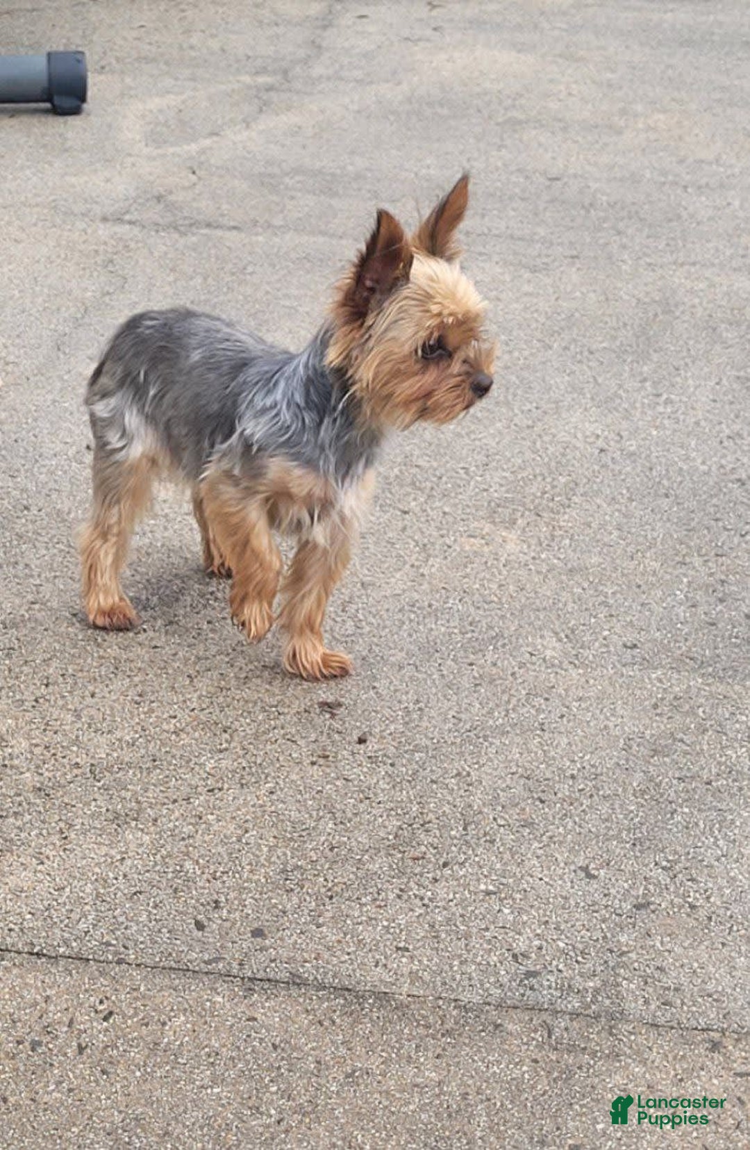 Yorkshire Terrier dogs for sale: Max - Image 3