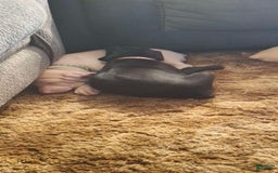 Doberman Pinscher dogs for sale: Ebony - Image 2
