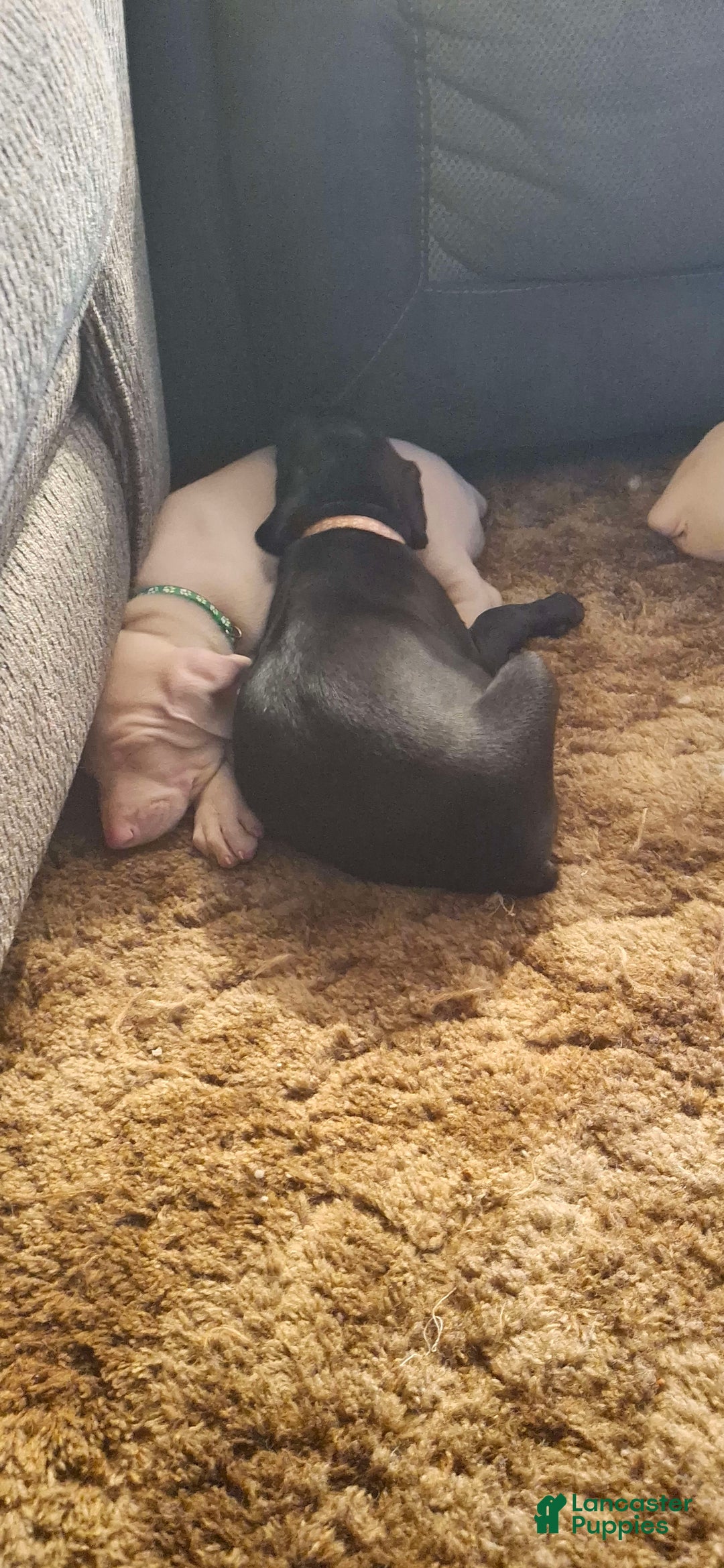 Doberman Pinscher dogs for sale: Ebony - Image 2