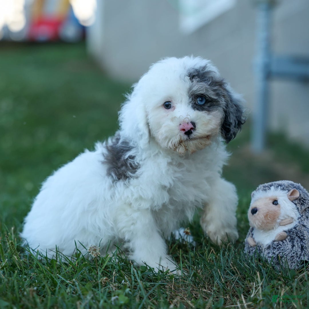 Bichpoo dogs for sale: Bowie - Image 12