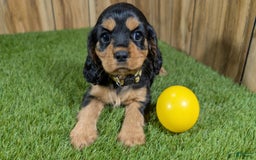 Cavalier King Charles Spaniel dogs for sale: Brin Girl 4 - Image 7