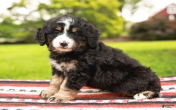 Mini Bernedoodle dogs for sale: Selah - Image 1