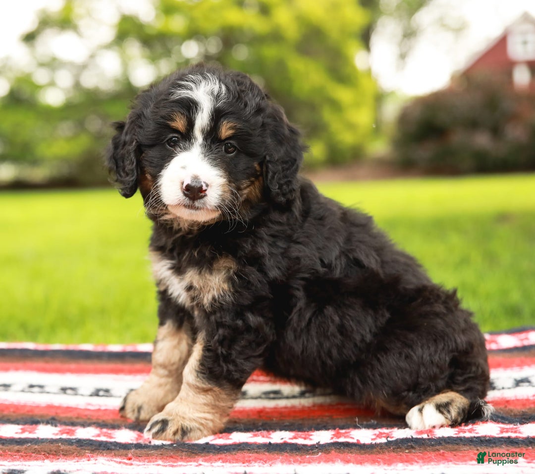 Mini Bernedoodle dogs for sale: Selah - Image 1
