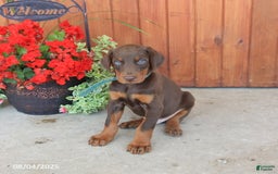 Doberman Pinscher dogs for sale: Doberman Pinscher 3 puppies - Image 10