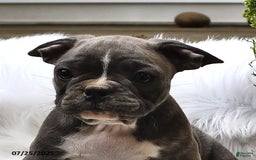 Frenchton dogs for sale: Ranger - Image 12