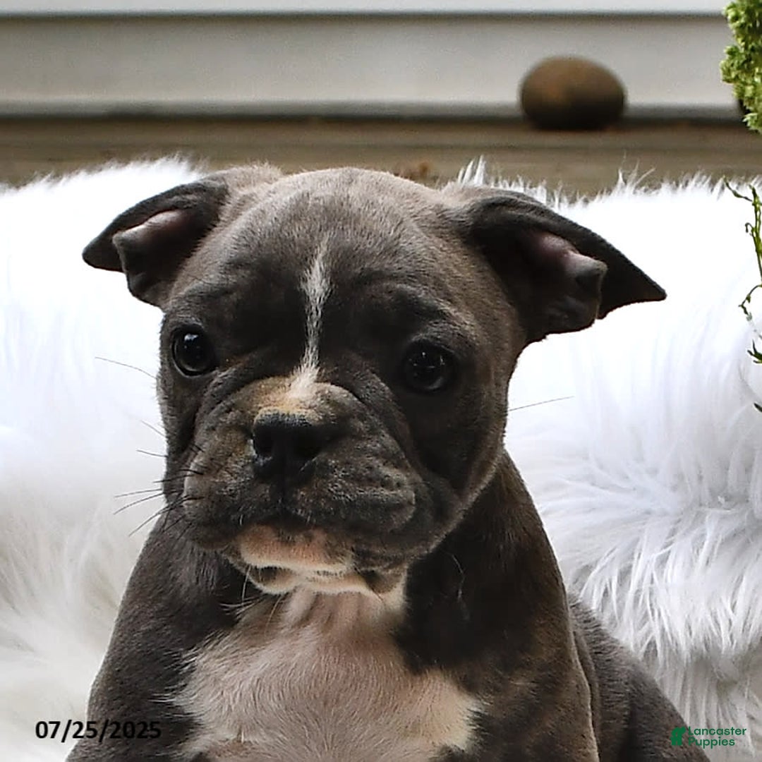 Frenchton dogs for sale: Ranger - Image 12