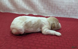 Cockapoo dogs for sale: Betsy - Image 11