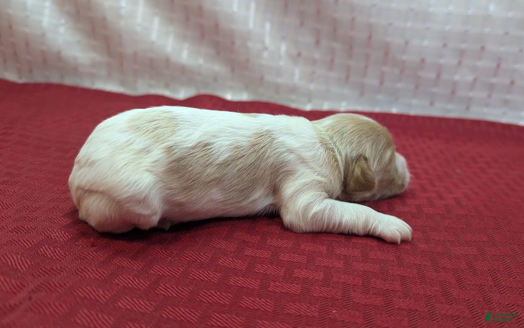 Cockapoo dogs for sale: Betsy - Image 11