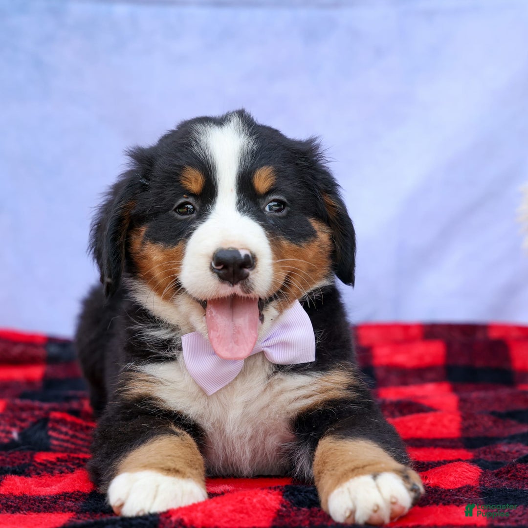 Bernese Mountain Dog dogs for sale: Suse - Image 17