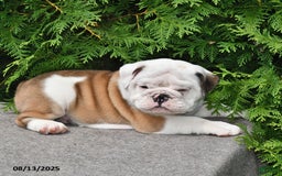 English Bulldog dogs for sale: Rocky - Image 3