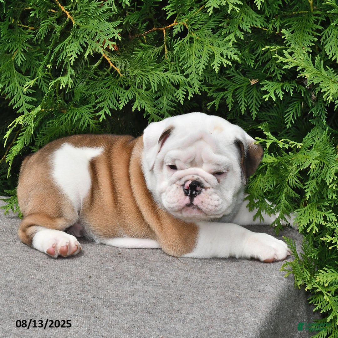 English Bulldog dogs for sale: Rocky - Image 3