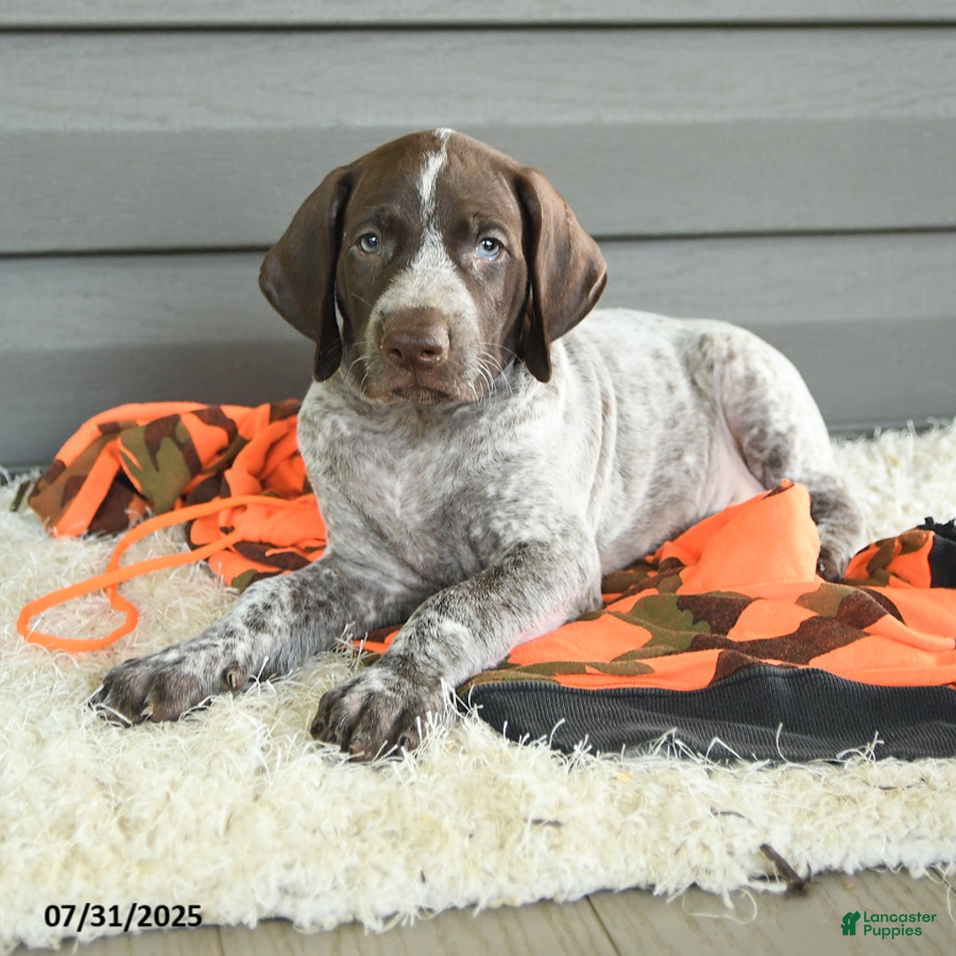 German Shorthaired Pointer dogs for sale: Allie - Image 4