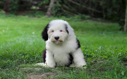 Old English Sheepdog dogs for sale: Dallas - Image 2