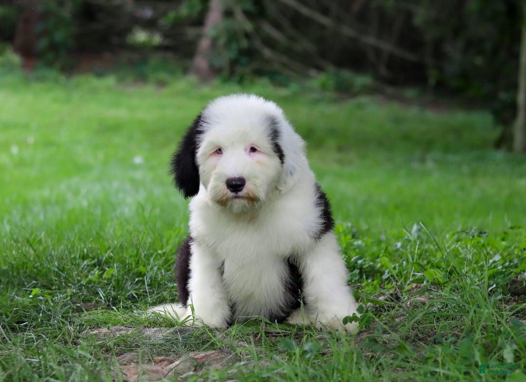 Old English Sheepdog dogs for sale: Dallas - Image 2