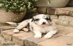 Border Collie dogs for sale: Max - Image 5