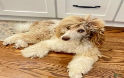 Labradoodle dogs for sale: Lemonade - Image 3