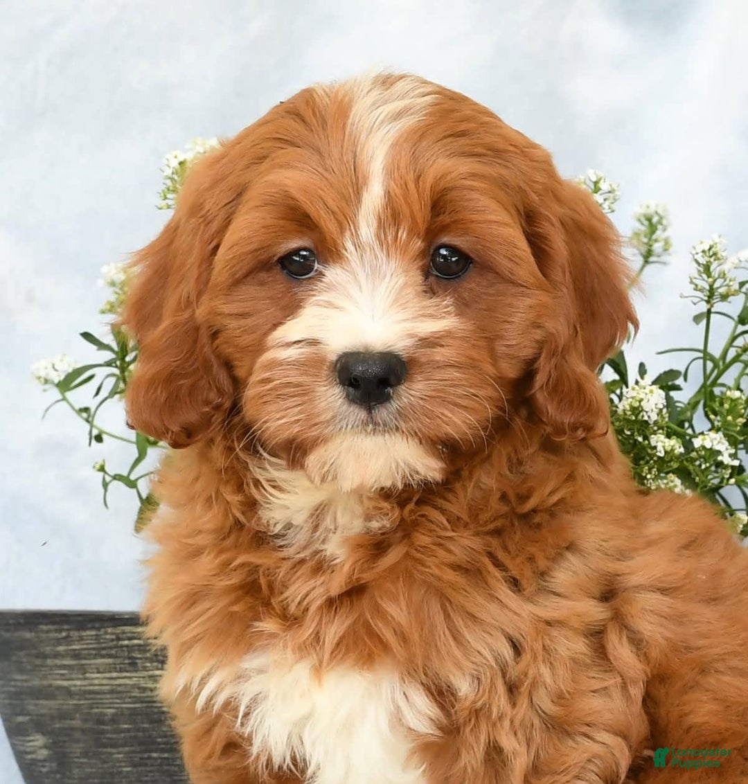 Cavapoo dogs for sale: Peanut - Image 2