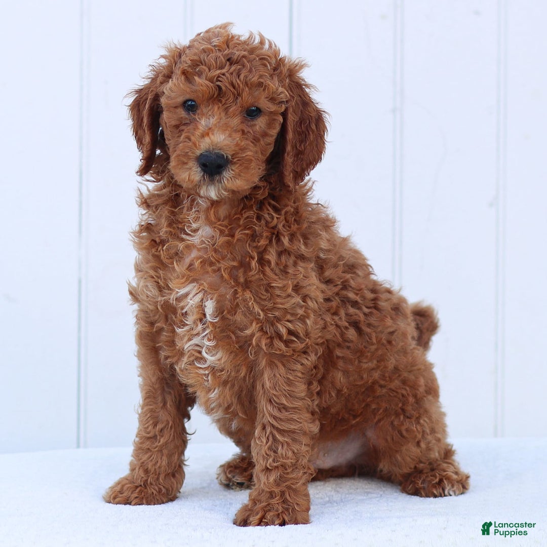 Standard Poodle dogs for sale: Ronnie - Image 12