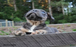 French Bulldog dogs for sale: Max - Image 4